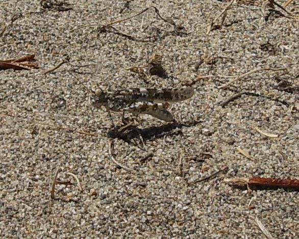 Cavallette della sabbia - Sphingonotus sp. e Acrotylus sp.